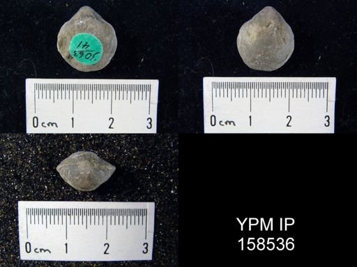 Hindella umbonata