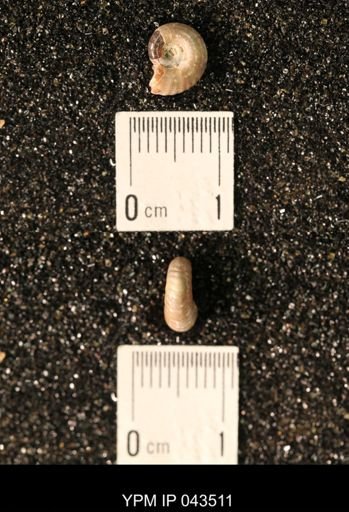Hoploscaphites nicolletii