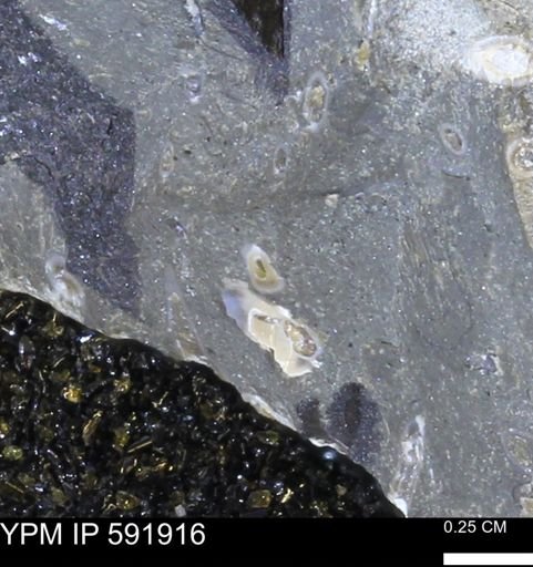 Serpulidae