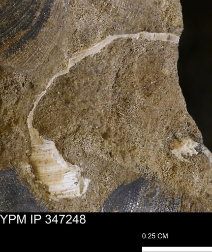undet. Bivalvia