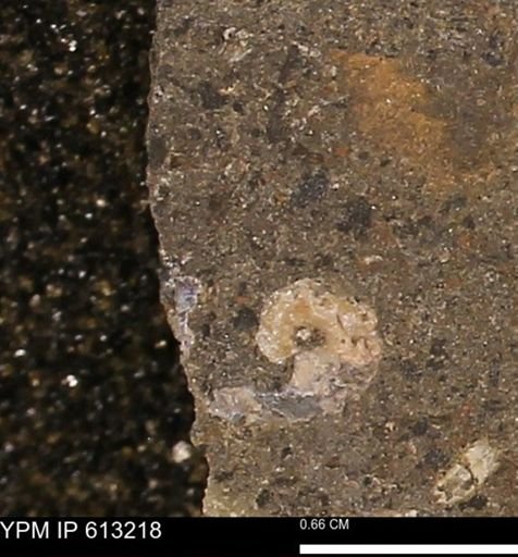 Scaphites sp.