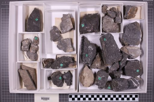 mixed taxa, stratigraphic collection
