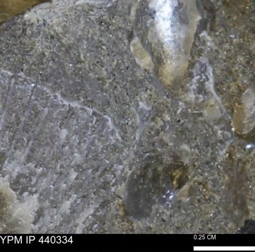 undet. Bivalvia