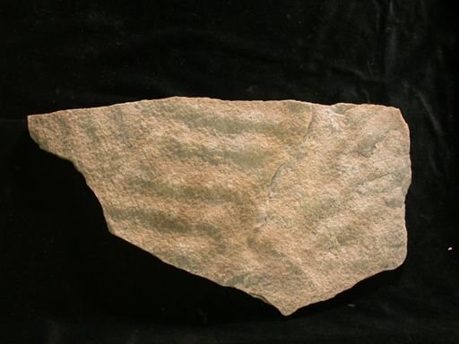 Climactichnites wilsoni