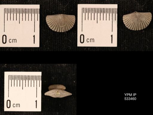 Plectorthis jamesi
