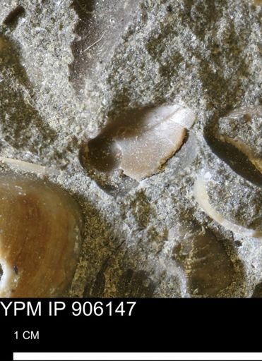 undet. Bivalvia