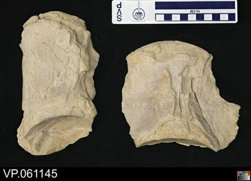 undet. Mosasauridae