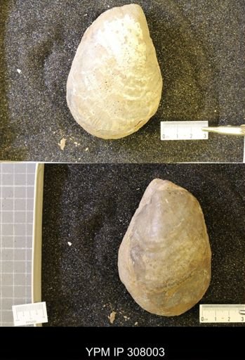 Inoceramus sp.