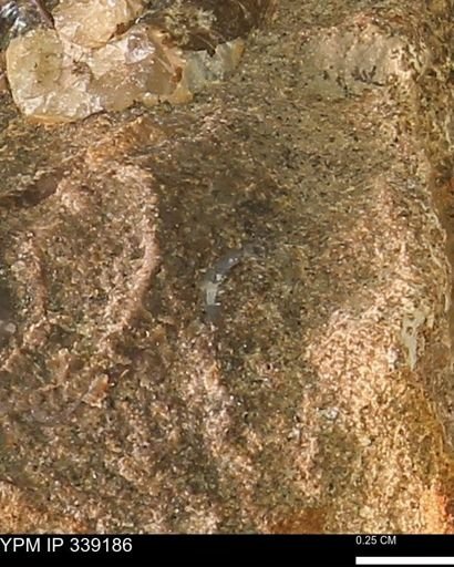 undet. Scaphopoda
