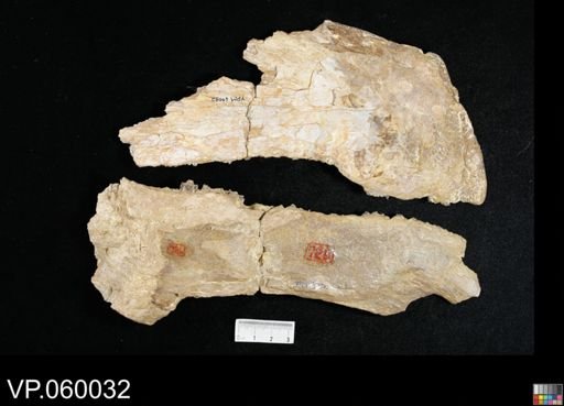 undet. Ichthyodectidae