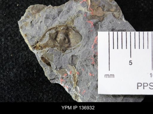 Ctenocephalus maltheus