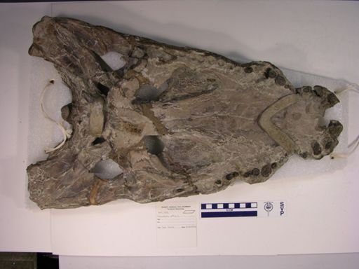 Crocodylus affinis