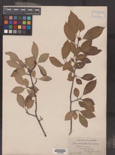 Ilex verticillata