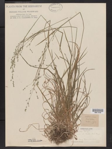 Poa alsodes