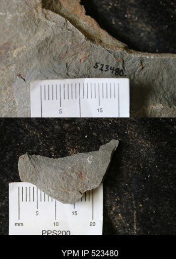 undet. Graptolithina