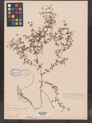 Galium tinctorium