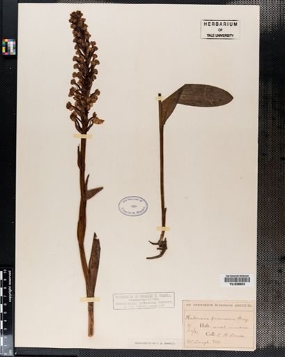 Habenaria