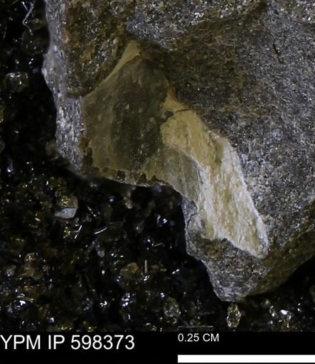 undet. Mollusca