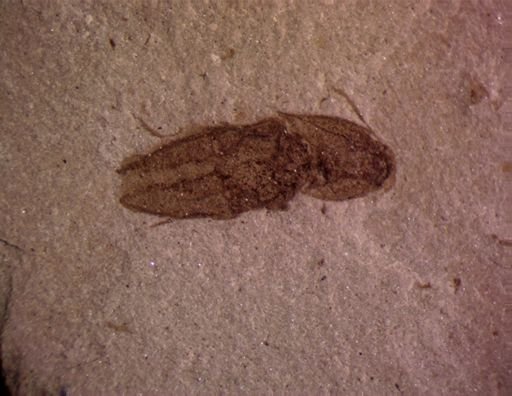 undet. Elateridae