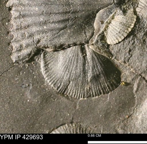Devonochonetes sp.