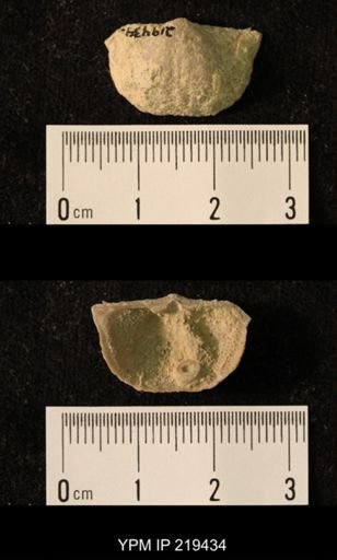Chonetes granulifer