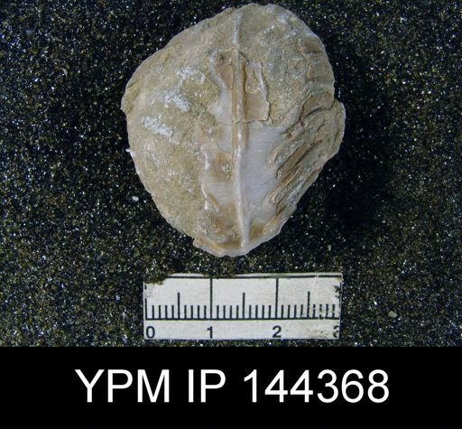 Oldhamina decipiens