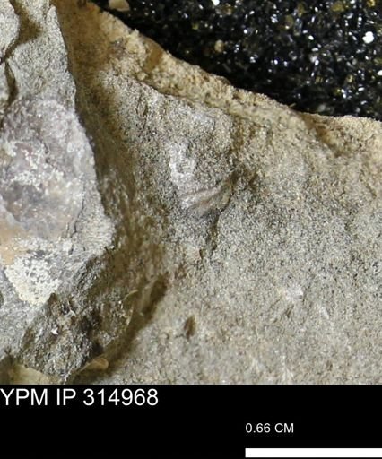 undet. Scaphitidae
