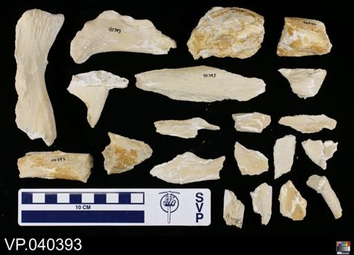 Platecarpus tympaniticus