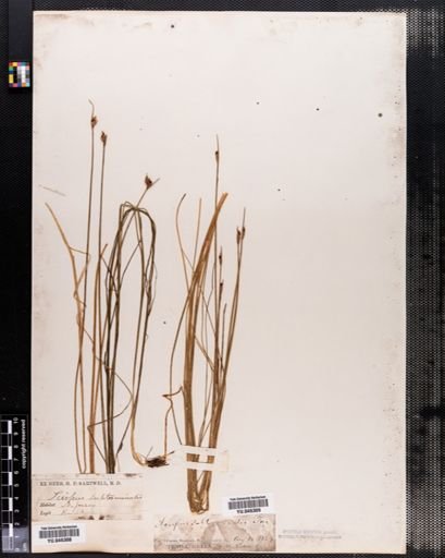 Scirpus subterminalis
