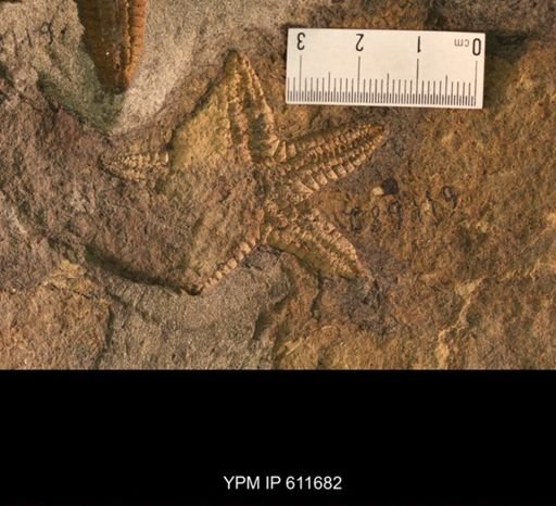 Devonaster eucharie