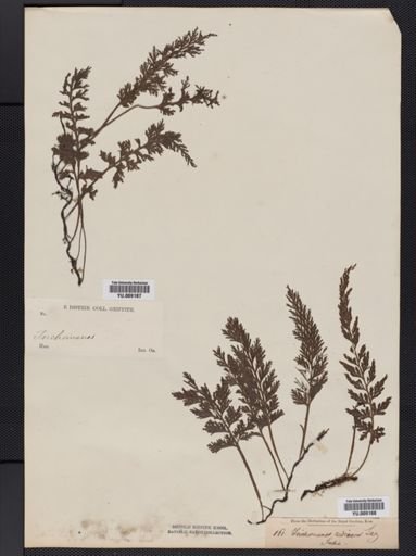 Trichomanes