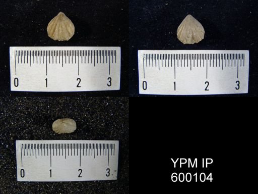 Camarotoechia indianensis