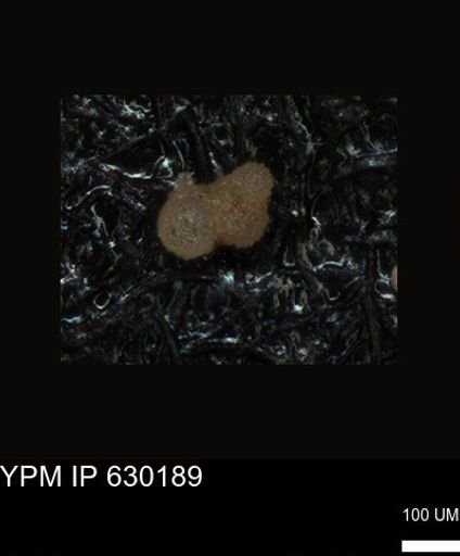 undet. Foraminiferida