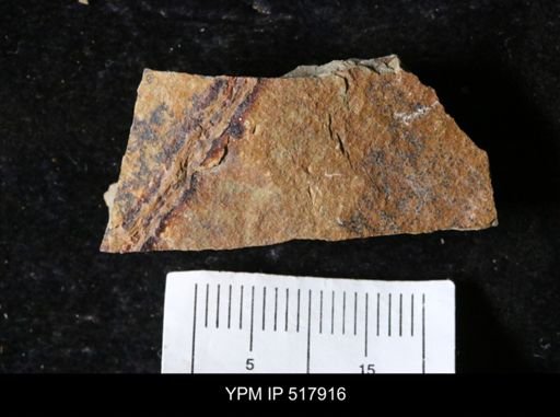 undet. Ichnofossil