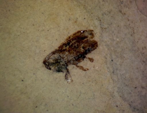 undet. Coleoptera