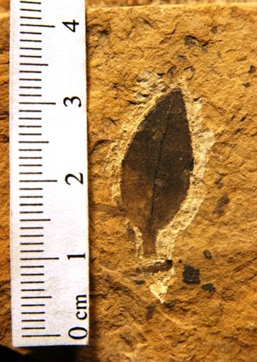 Osmanthus praemissa