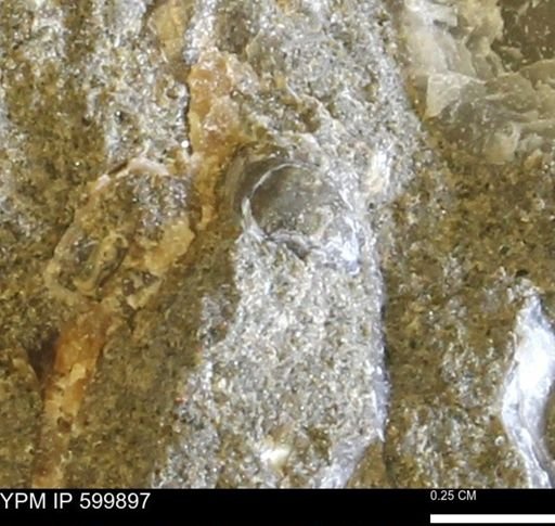 undet. Bivalvia
