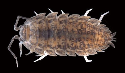 Porcellio rathkei