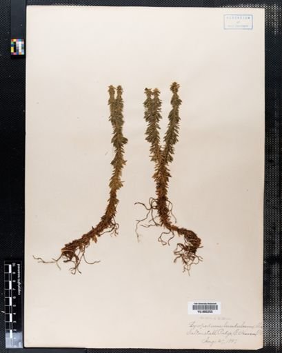 Lycopodium lucidulum