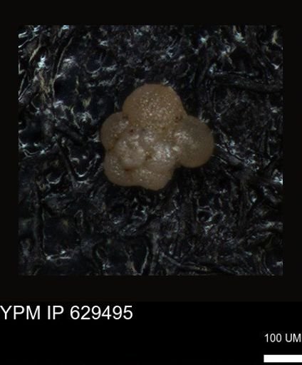undet. Foraminiferida