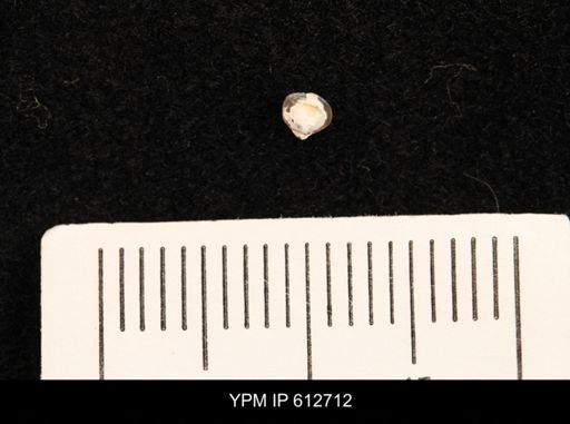 Protocardia sp.