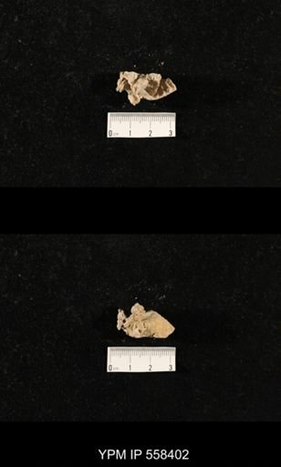 undet. Aulostegoidea