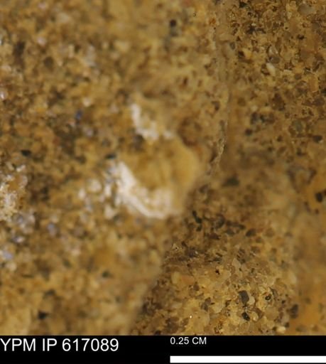 undet. Mollusca