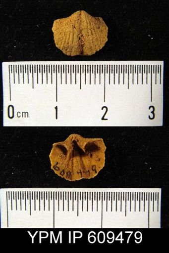 Spirifer cyclopterus