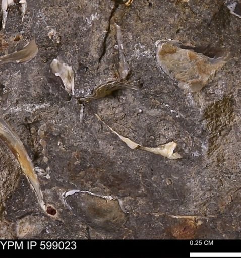 undet. Mollusca
