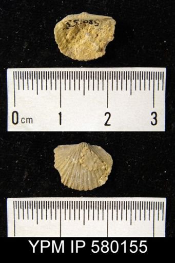 undet. Strophomenida