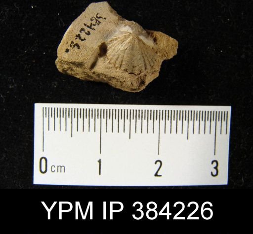 Cyrtina varia
