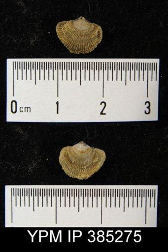 undet. Atrypida