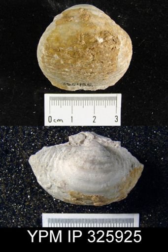 Karavankina fasciatus