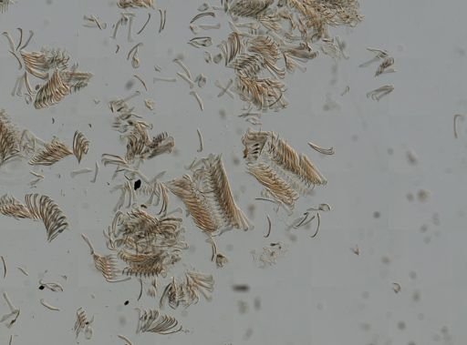 Elimia virginica